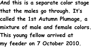 And this is a separate color stage
that the males go through. It’s
called the 1st Autumn Plumage, a
mixture of male and female colors.
This young fellow arrived at
my feeder on 7 October 2010.