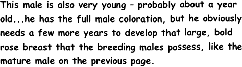 This male is also very young – probably about a year
old...he has the full male coloration, but he obviously
needs a few more years to develop that large, bold
rose breast that the breeding males possess, like the
mature male on the previous page.