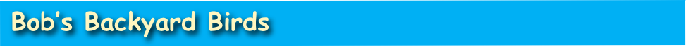  Bob’s Backyard Birds