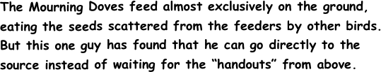 The Mourning Doves feed almost exclusively on the ground,
eating the seeds scattered from the feeders by other birds.
But this one guy has found that he can go directly to the
source instead of waiting for the “handouts” from above.